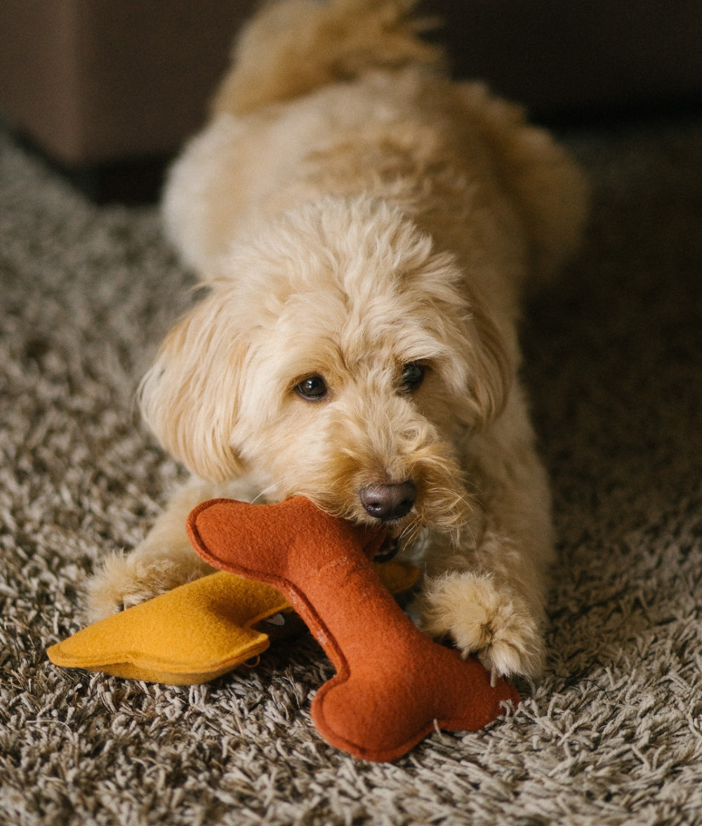 cafide-pets-play-hundespielzeug-knochen-terracotta-weich image 5