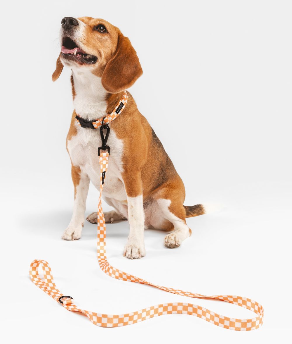 cafide-walk-juno-hundeleine-1-2m-pet-orange-pfirsich image 2