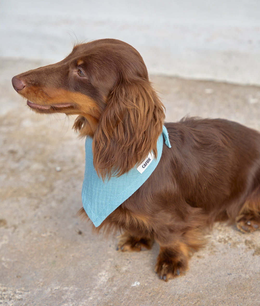 cafide-pets-nata-hundehalstuch-mintgr-n-baumwolle-m image 2