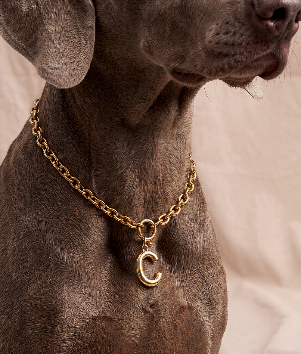 cafide-sira-hundehalsband-gold-m-buchstabe-b-deko image 5