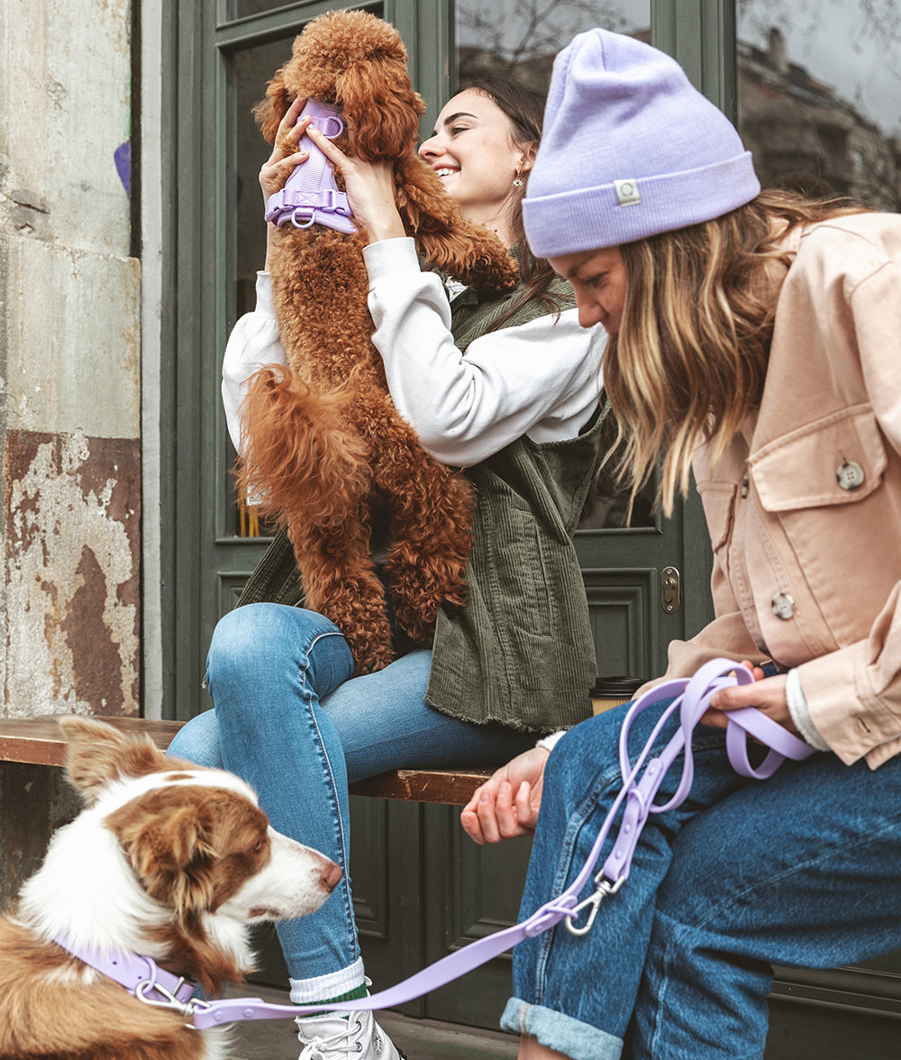cafide-pets-walk-gala-hundehalsband-violett-verstellbar image 3