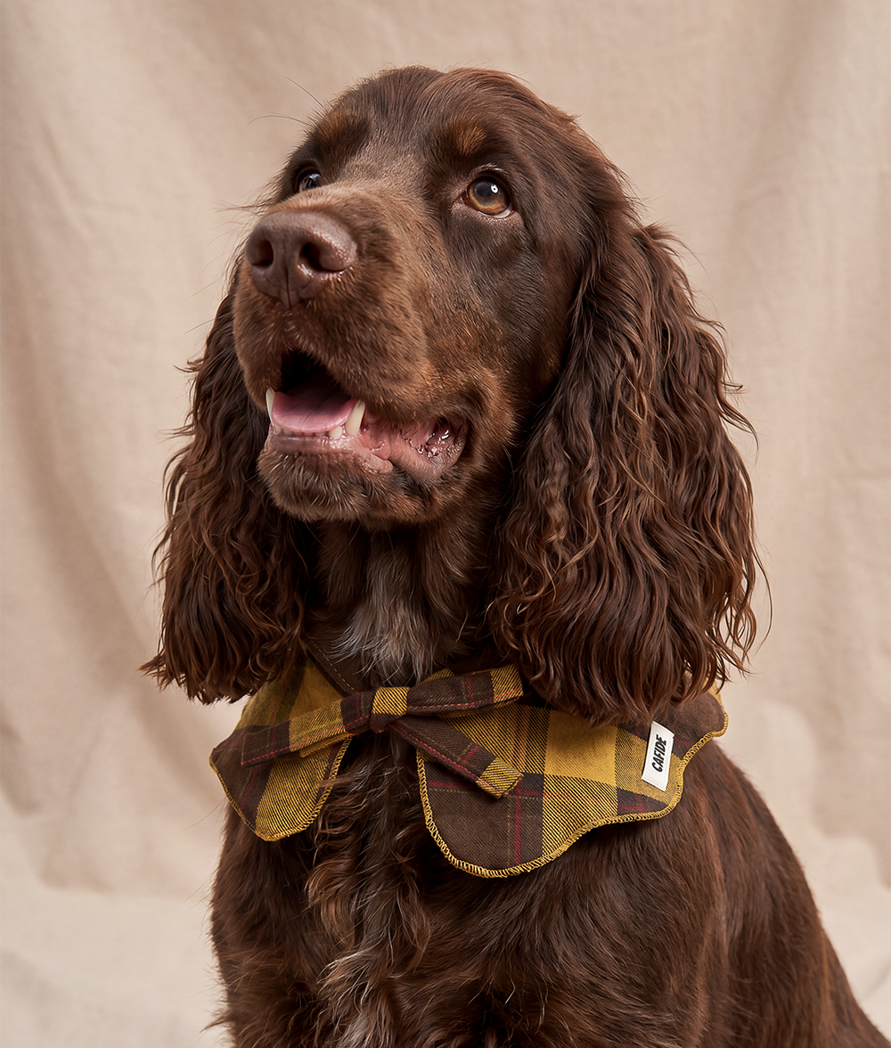 cafide-pets-walk-lola-hundehalstuch-tartan-senf-gr-m image 2