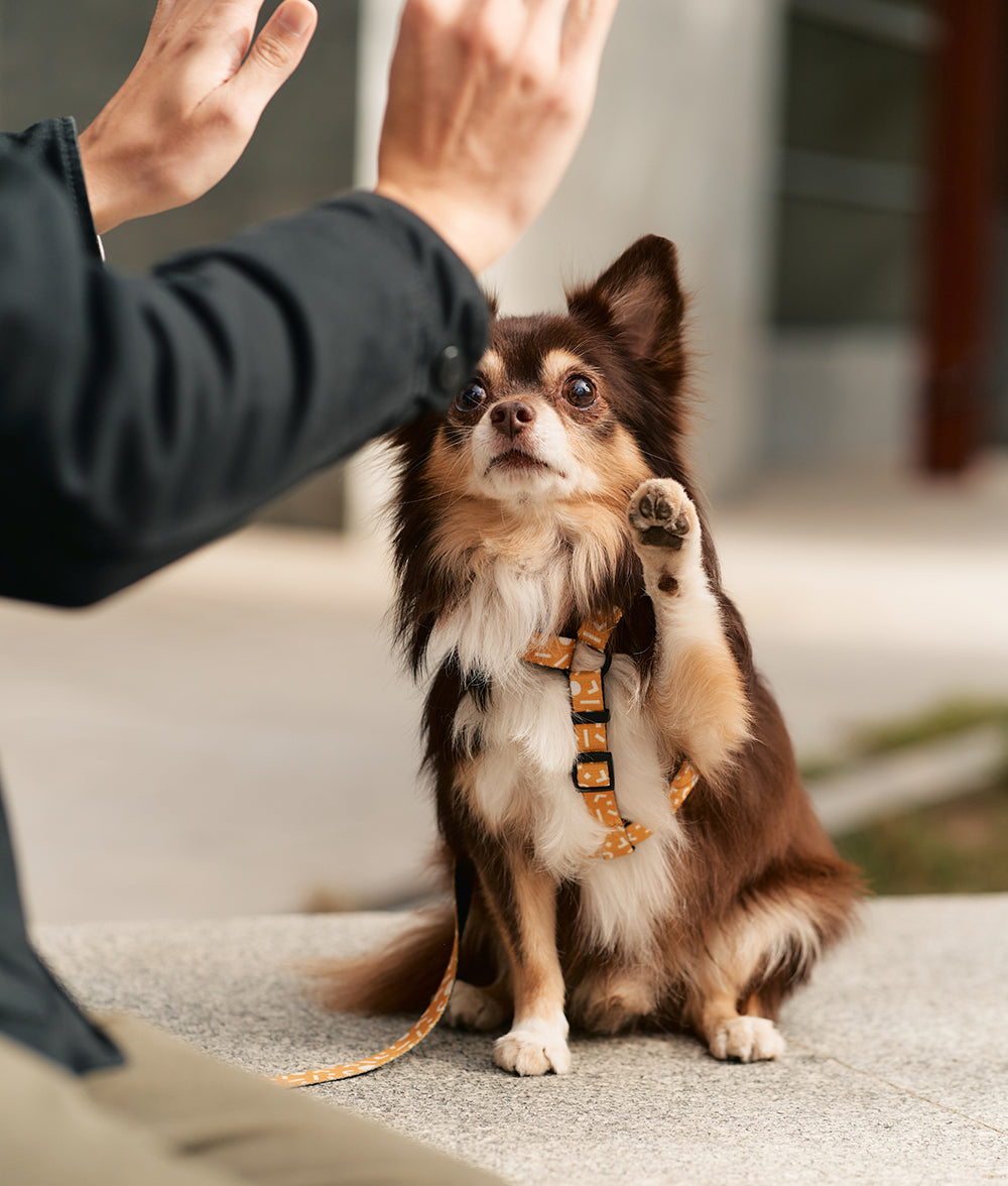 cafide-pets-walk-juno-hundegeschirr-memphis-senf-aus-recycling-pet image 3