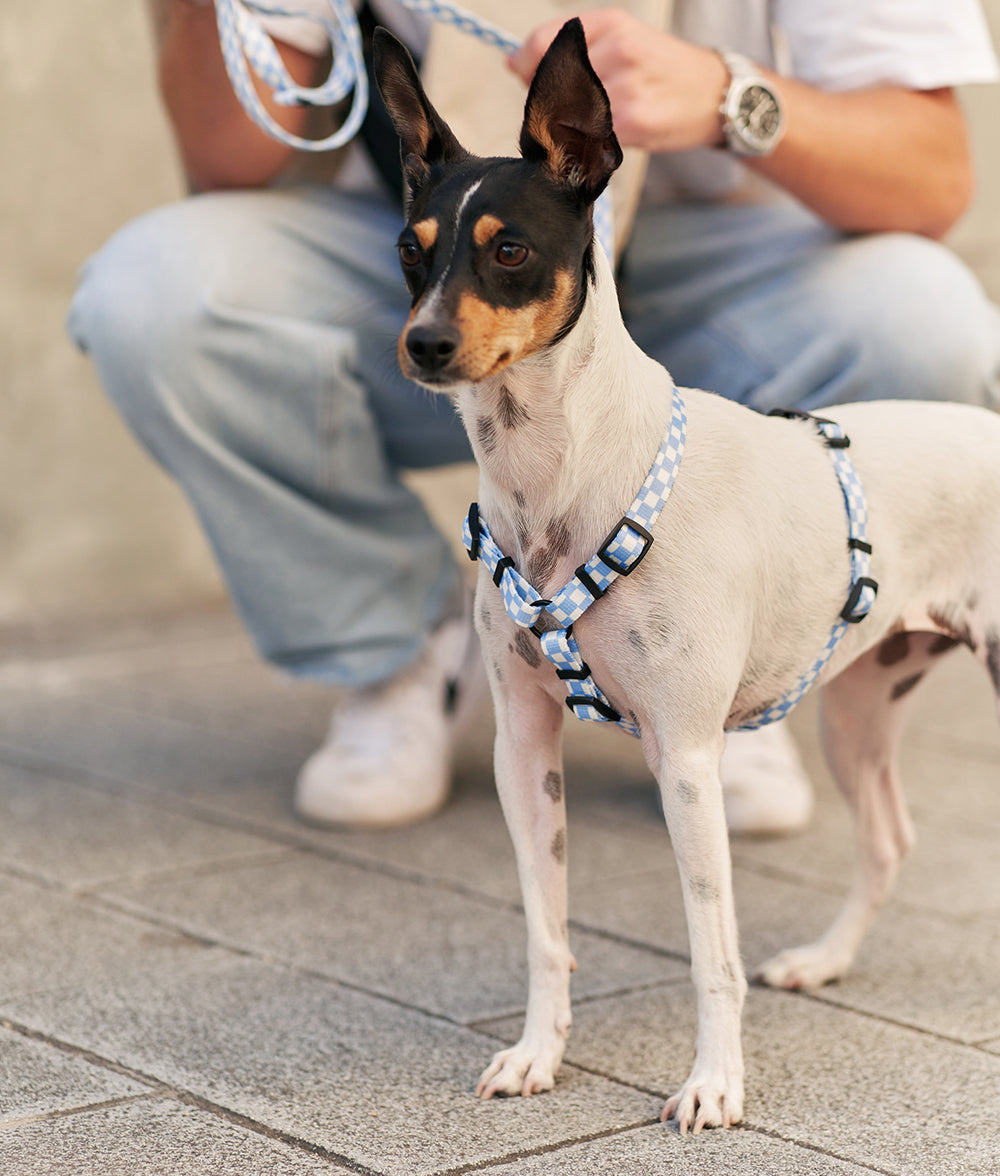 cafide-pets-walk-juno-hundegeschirr-blau-vichy-recycelt image 3