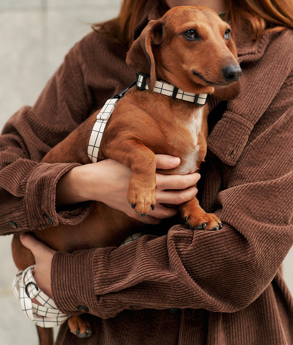 cafide-pets-walk-juno-halsband-beige-m-recycelt image 2