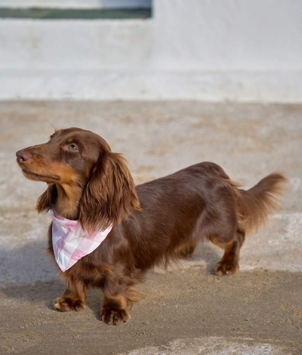 cafide-pets-accessories-nata-hundehalstuch-vichy-rosa-baumwolle image 2