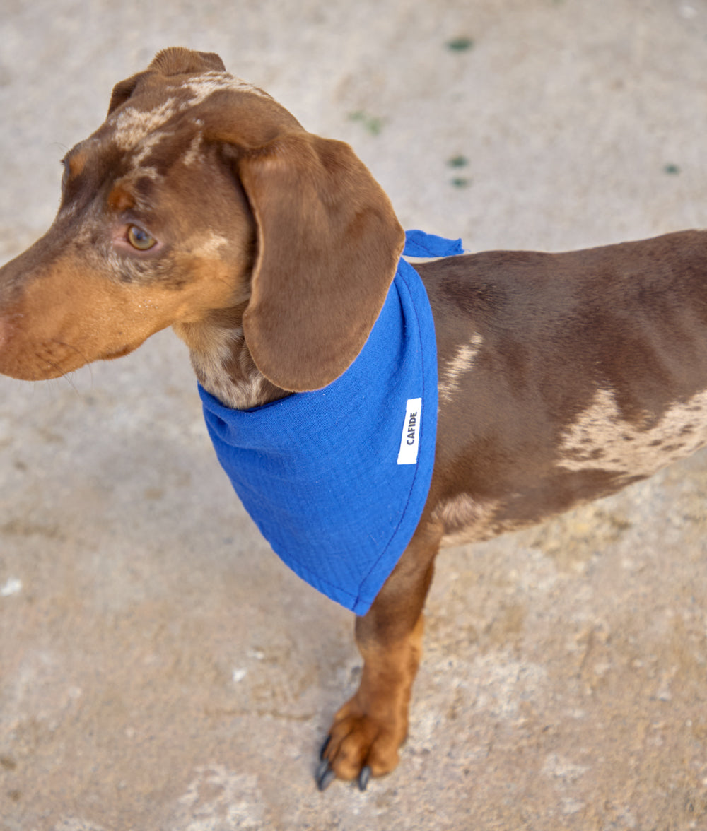 cafide-pets-nata-hundebandana-baumwolle-electric-blue image 3
