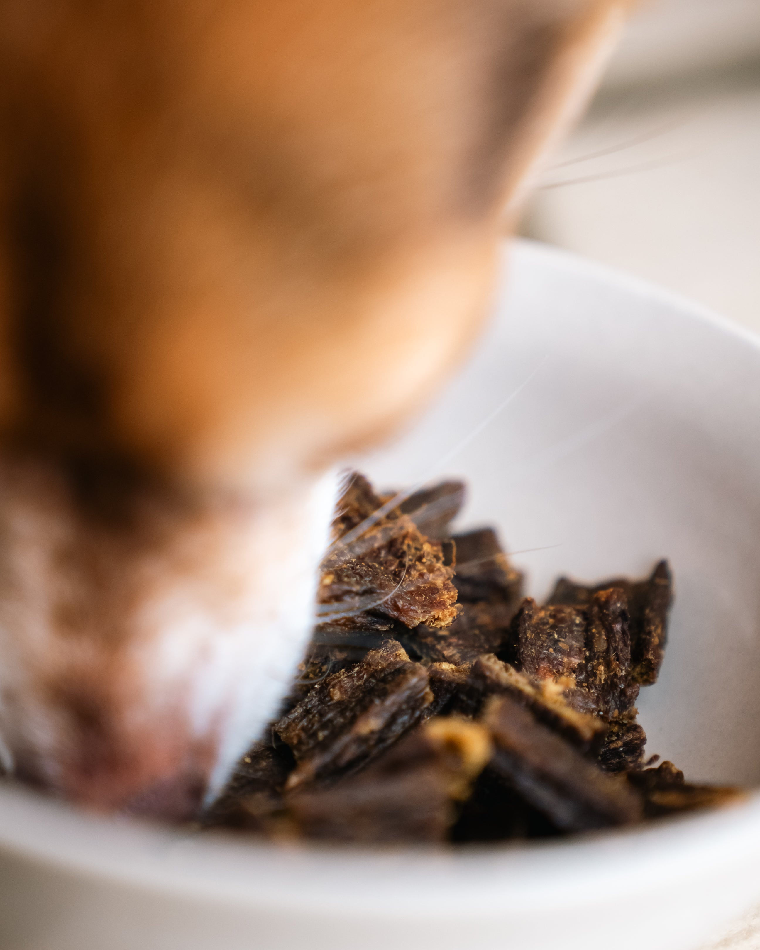 pala-recipe-6-turkey-duck-hundefutter-pute-ente-hering-100g image 5
