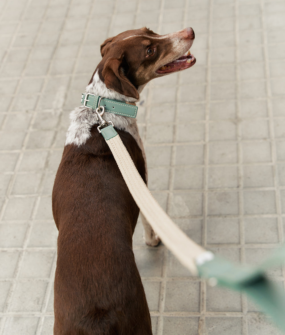 cafide-pets-corda-hundehalsband-vegan-leder-gr-n image 5