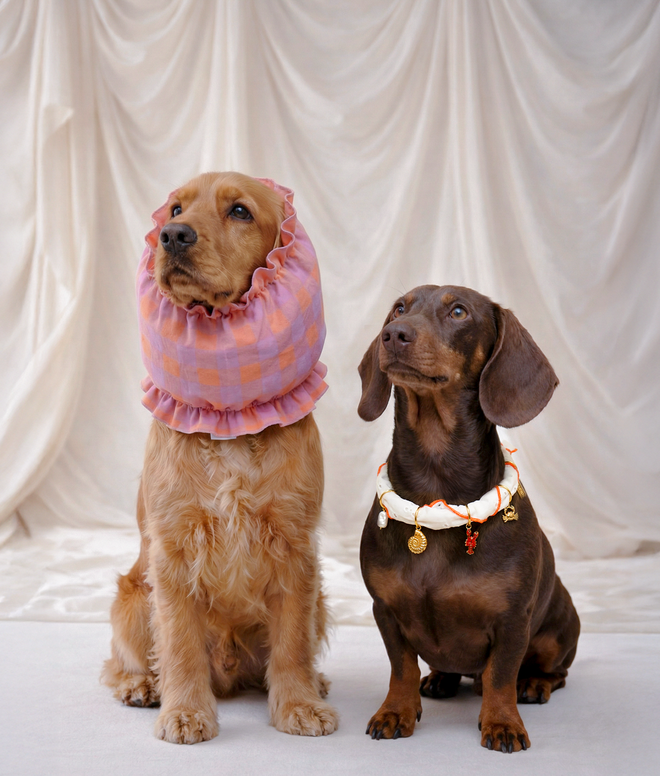 cafide-pets-olga-hundesnood-vichy-violett-gr-e-m image 3