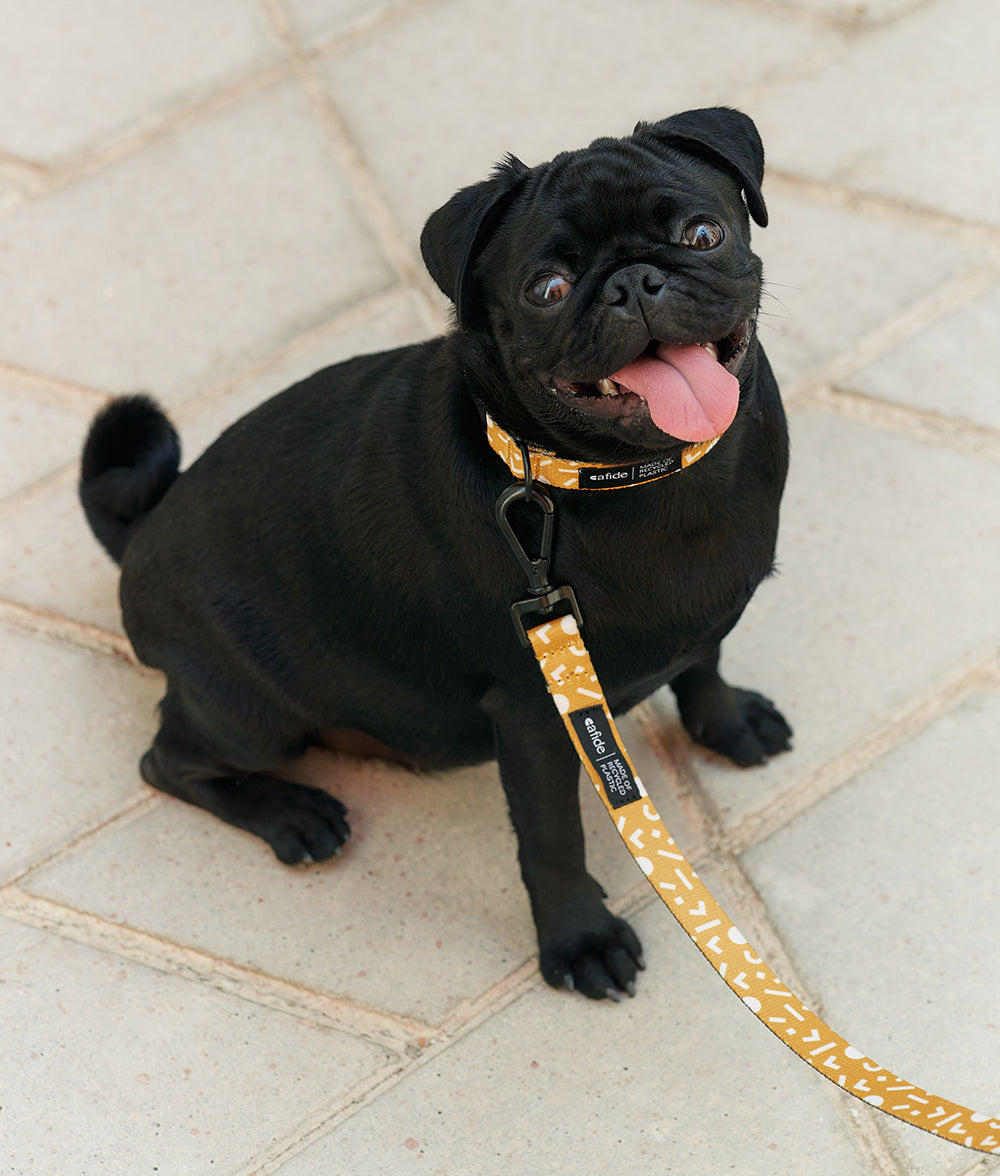 cafide-pets-juno-hundeleine-1-2m-memphis-senfgelb-pet image 5