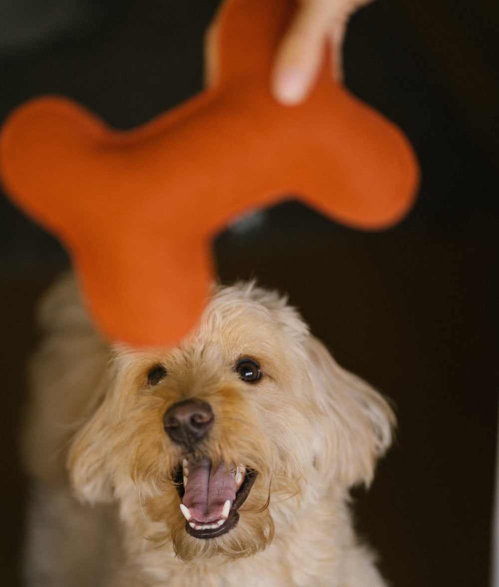 cafide-pets-play-hundespielzeug-knochen-terracotta-weich image 3