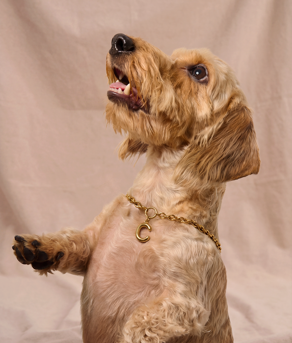cafide-sira-hundehalsband-gold-m-buchstabe-b-deko image 3