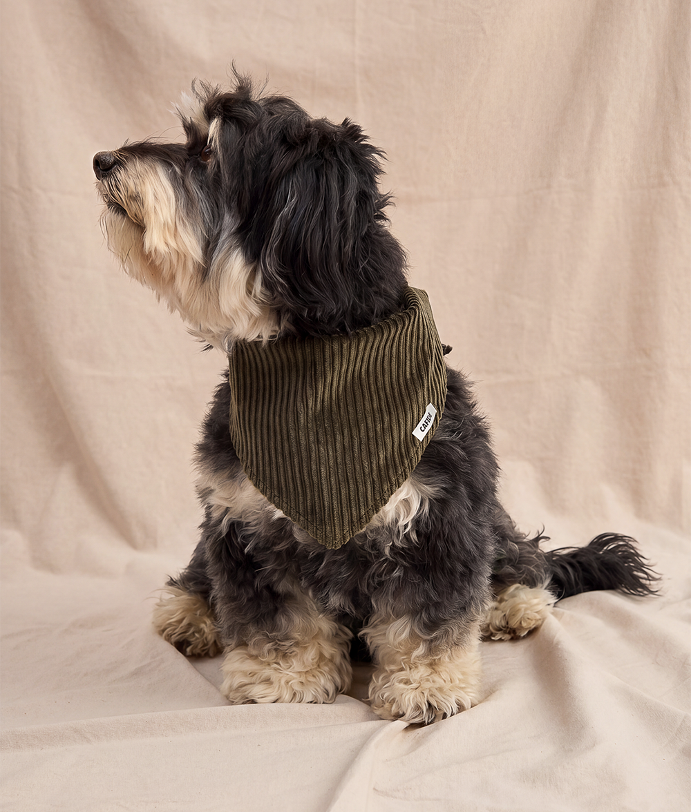 cafide-nata-hundehalstuch-cord-gr-n-m image 3