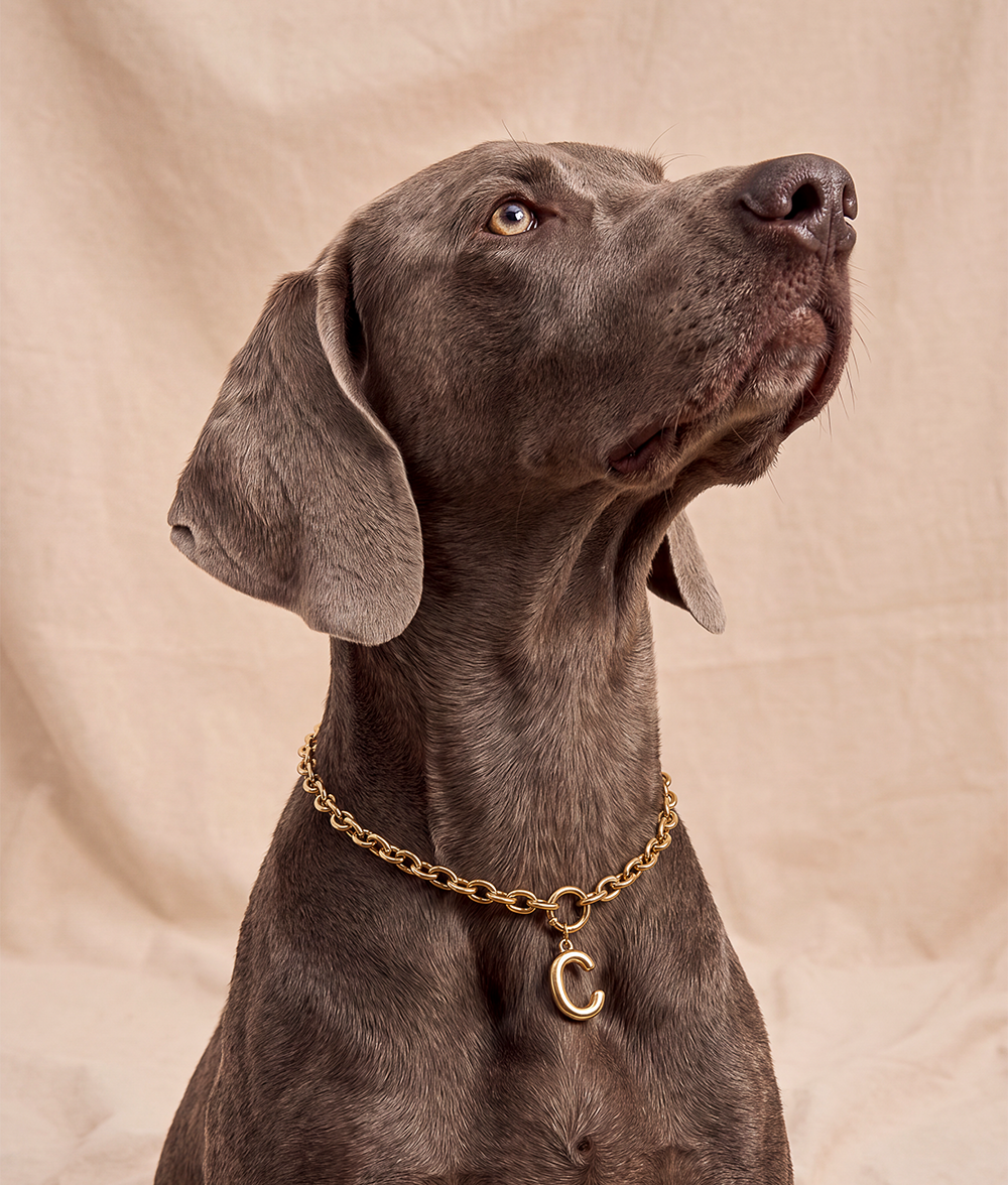 cafide-sira-hundehalsband-gold-m-buchstabe-b-deko image 2